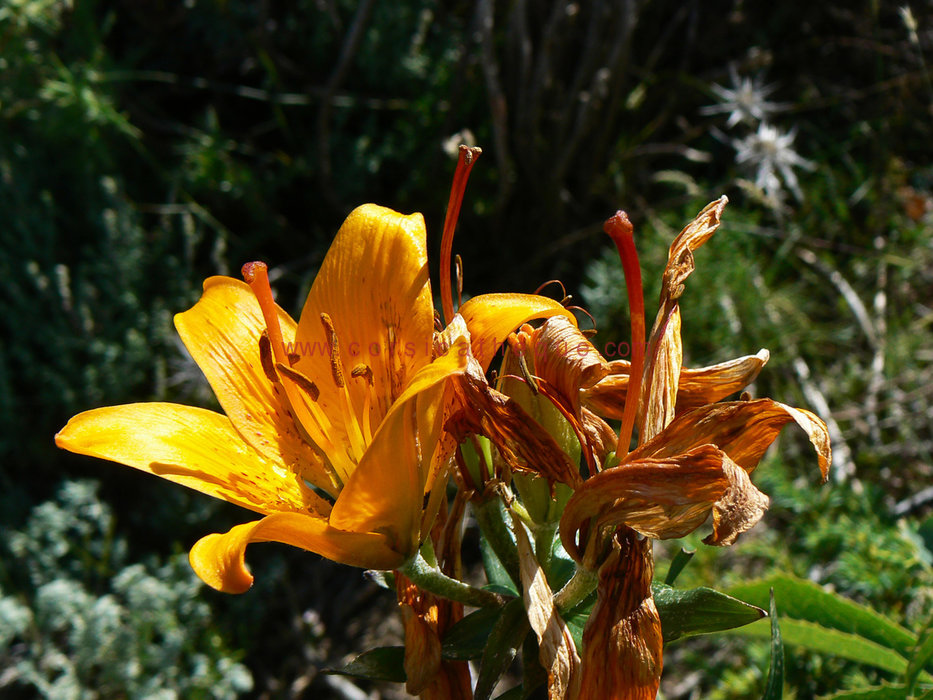 Lys Sauvage Corse Lys Sauvage Flore Terre Et Mer Accueil 1er Media Culturel
