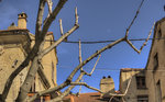 Place d'Armes de Corte