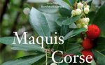 Maquis de Corse