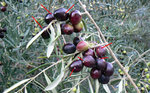 Huile d'olive d'Avapessa