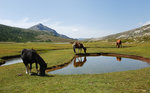 Chevaux et poneys dans les pozzi de Nino