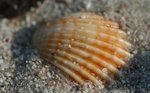 Coquillages et algues de la plage du Lodu