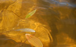 Potamots du lac de Nino