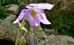 Ancolie de Bernard (Aquilegia Bernardii )