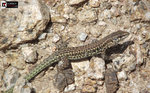 Lézard montagnard corse