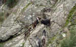 Mouflon