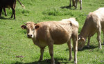 Vache dans le Taravu