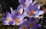 Crocus Corsicus