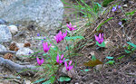 Cyclamen sauvage