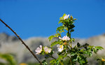 Eglantier sauvage (Rosa Canina) 