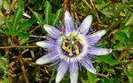 Fleurs sauvages en Corse