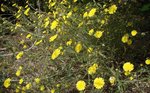 Jardins de la Castagna 1 (Coti-Chiavari)