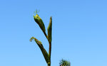 La flore de printemps et d'été du côté de Capo di Feno et des Sanguinaires