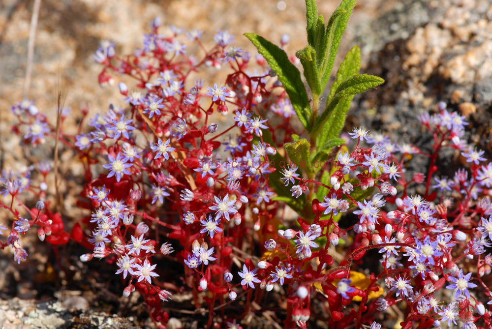 Maquis du littoral en fleurs au printemps / Flore / Terre et mer