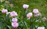 Pivoine corse