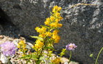 Plantes de rocailles et d'éboulis