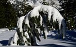 Asco sous la neige