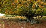 Automne à San Petru di Venacu