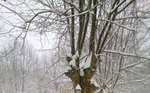 Bocognano sous la neige (24 février 2013)