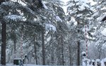 Neige à Vizzavona (16 janvier 2017)