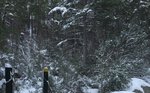 Neige dans la forêt de Bonifato (16 janvier 2017)