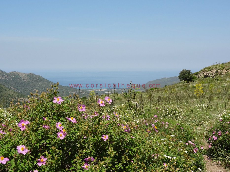 Palasca (Palasca) / Les 360 communes corses / Territoires / Accueil